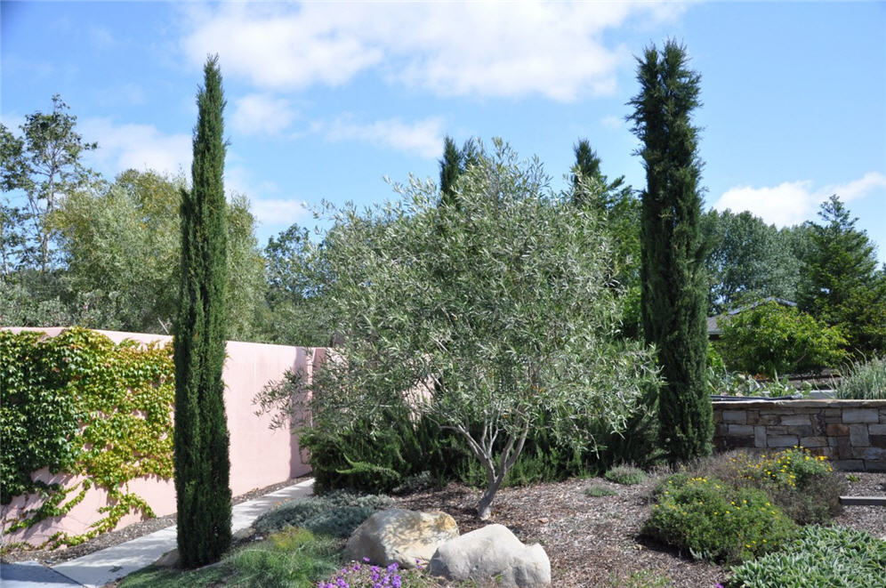 ITALIAN CYPRESS TREE 5gal