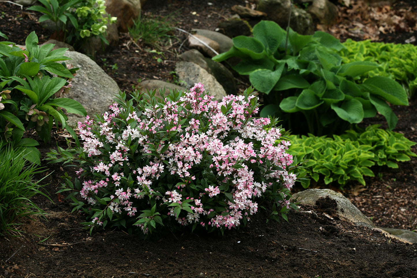 Yuki Cherry Blossom® Deutzia (Deutzia yuki 'Cherry Blossom') - 2 gallon 12"