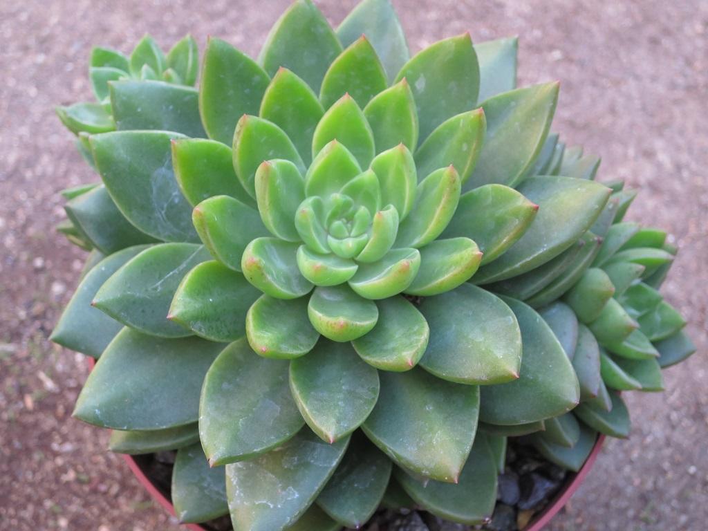 Spring Glow Sedum