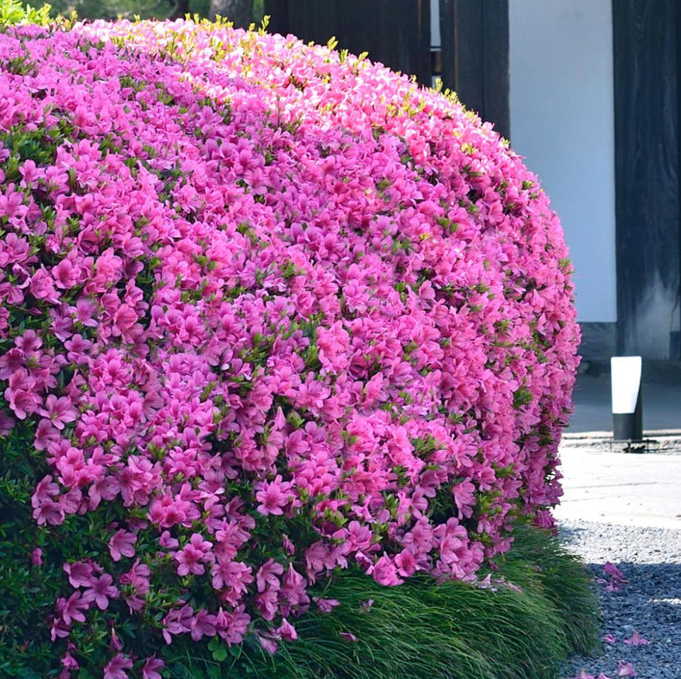 Karen Azalea (AZALEA KAREN) - 3 gallon 15"