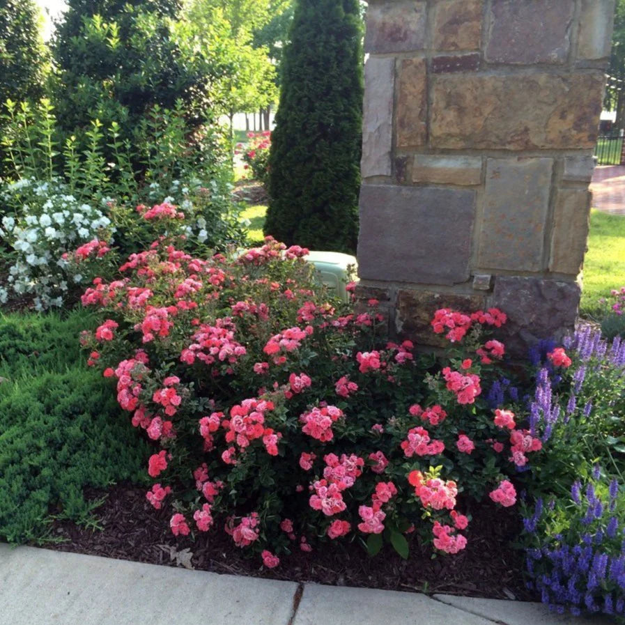Coral Drift® Rose (ROSE DRIFT CORAL) - 2 gallon