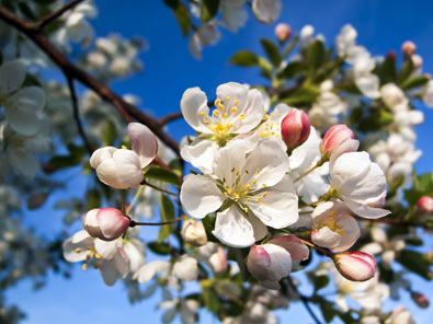 FUJI APPLE TREE 7gal
