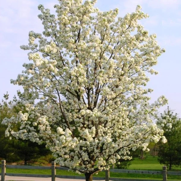 RED ANJOU PEAR TREE 7gal