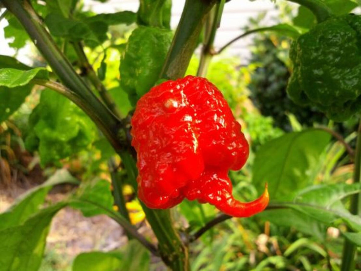 ASSORTED PEPPERS 6in