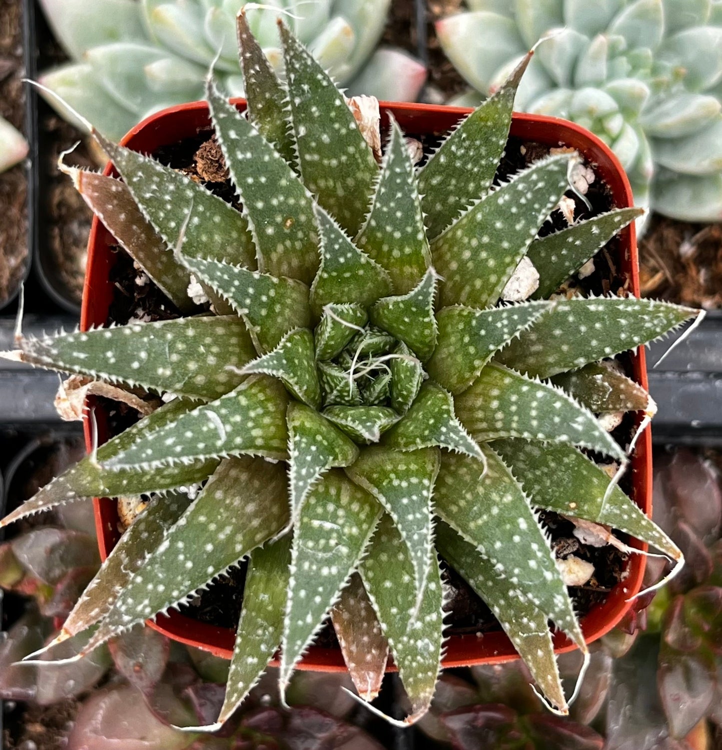 Lance Aloe