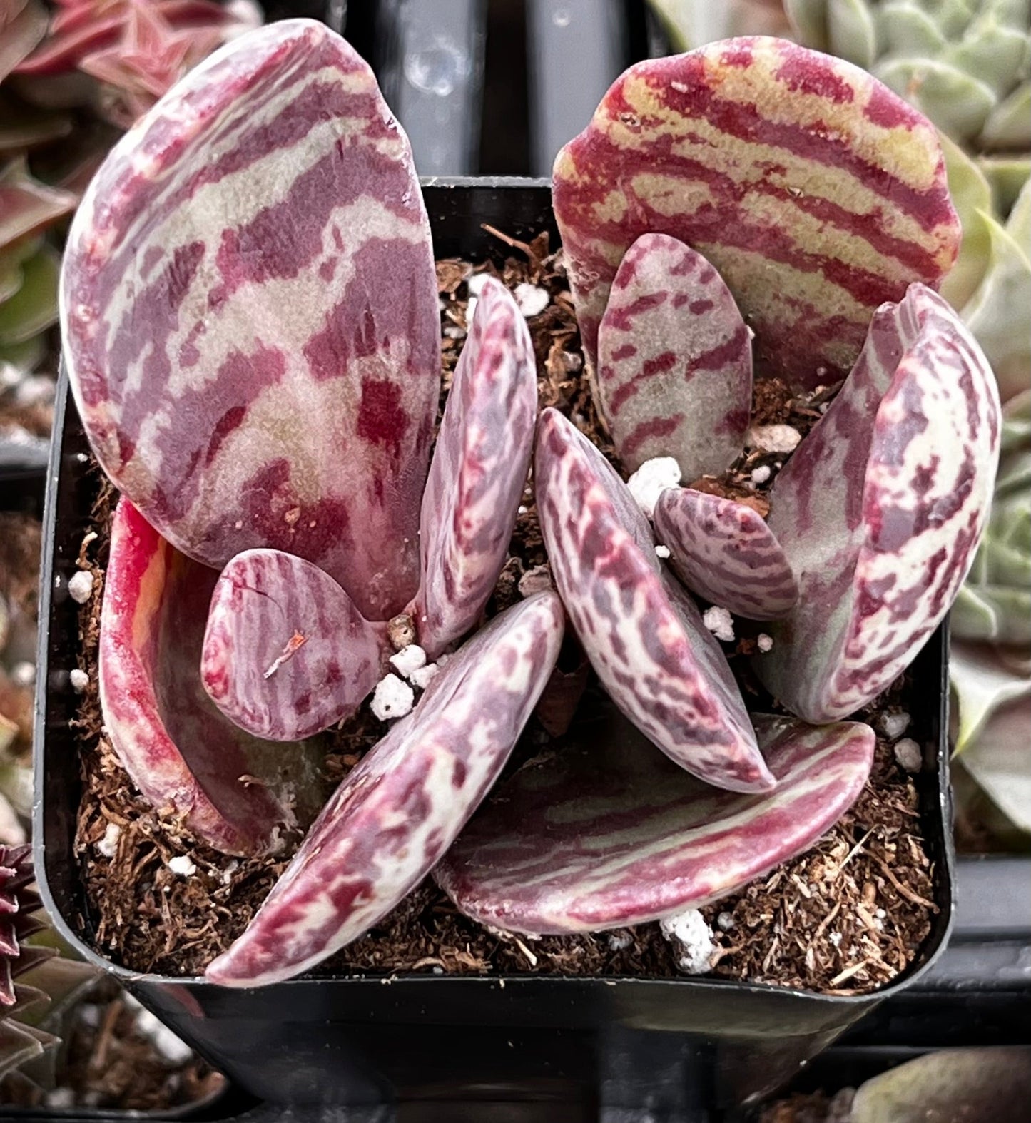 Desert Surprise Kalanchoe Humilis