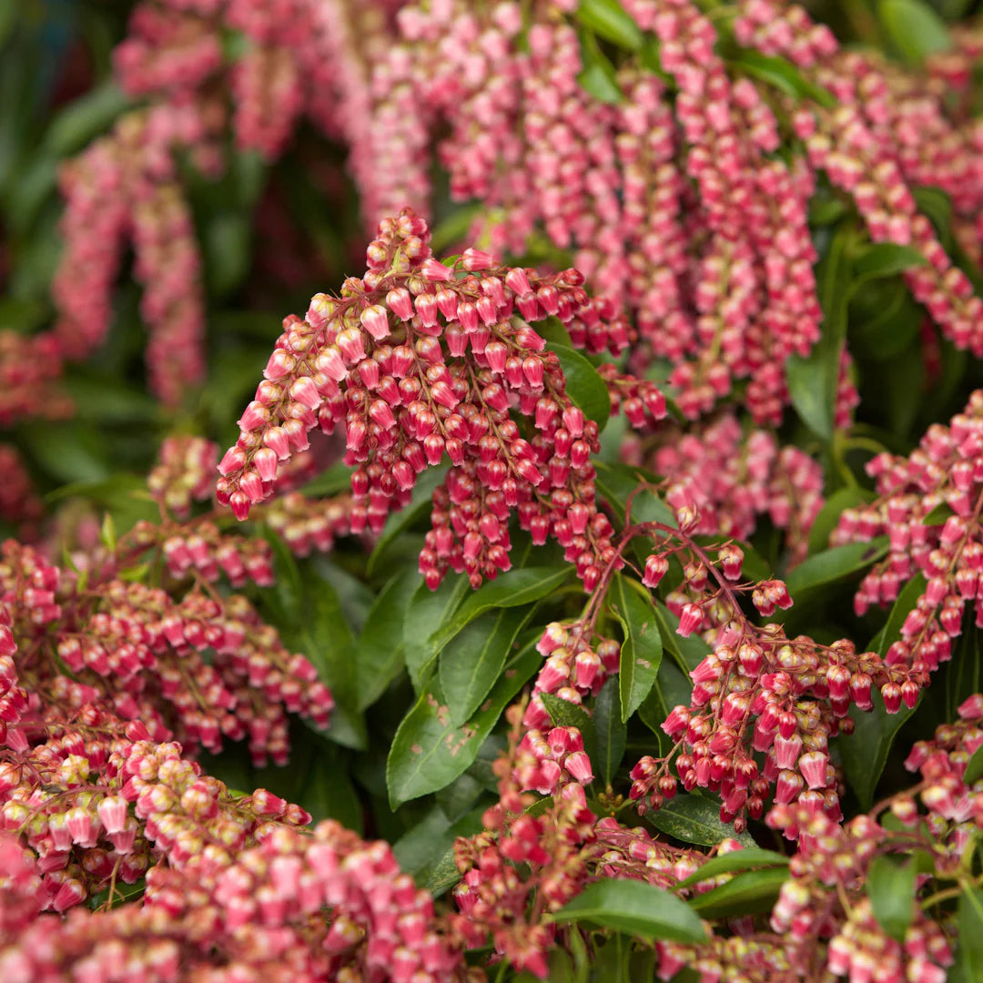 GAY GOBLIN LILY OF THE VALLEY PIERIS 2gal