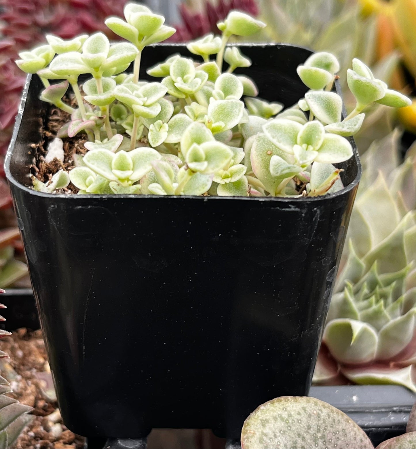 Little Missy Sedum