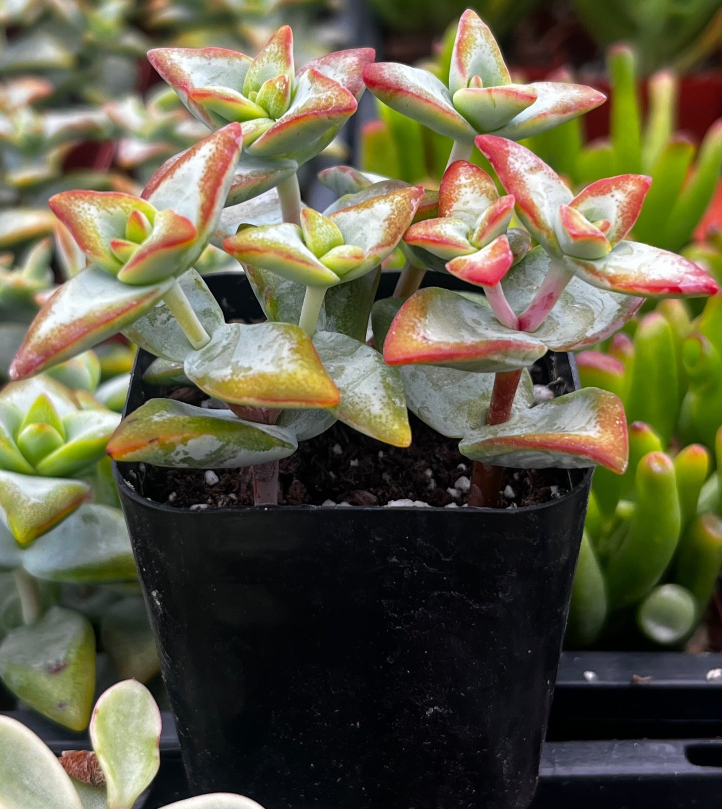 High Voltage Crassula