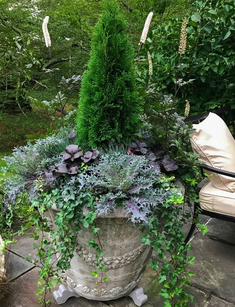 EMERALD GREEN ARBORVITAE 5gal.