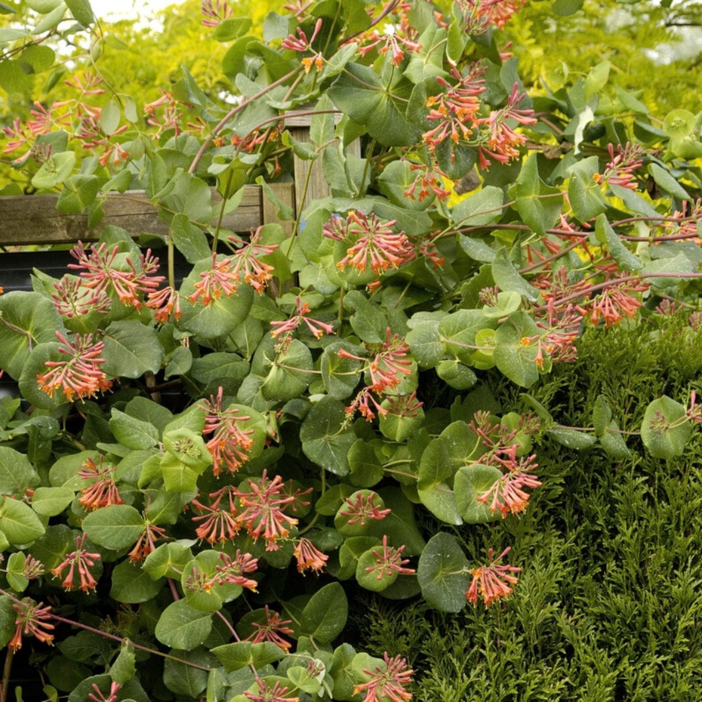 DROPMORE SCARLET HONEYSUCKLE 2gal