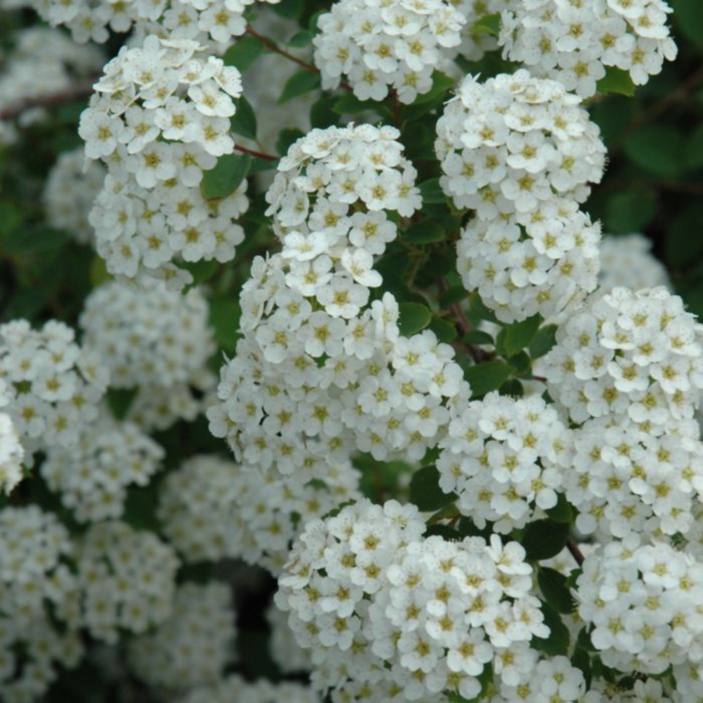 RENAISSANCE BRIDALWREATH SPIRAEA 2gal
