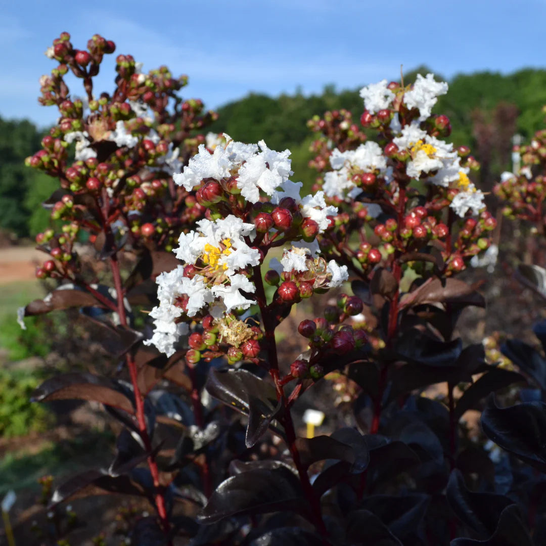 LUNAR MAGIC CRAPE MYRTLE 2gal