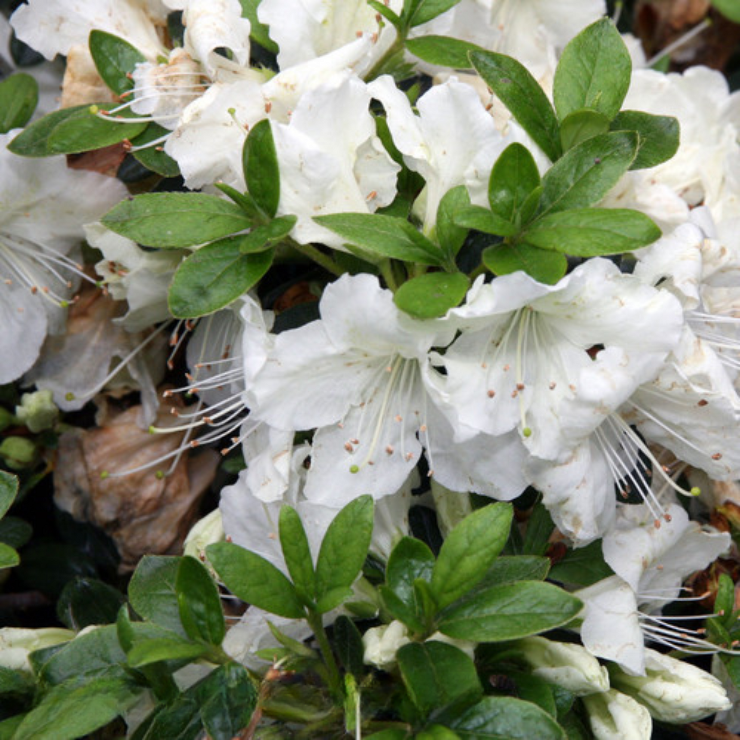 EVER GIRARDS PLEASANT WHITE AZALEA 3gal