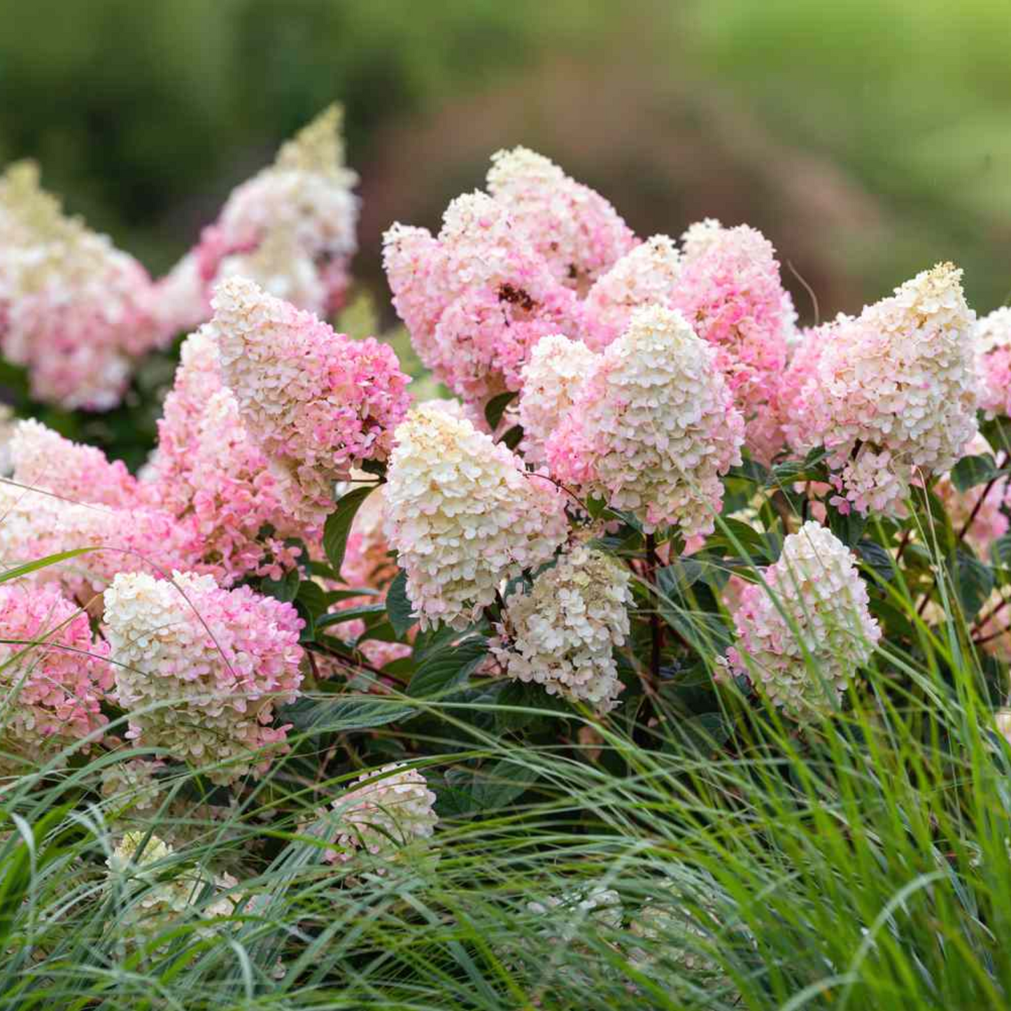 STRAWBERRY SUNDAE HYDRANGEA 2gal