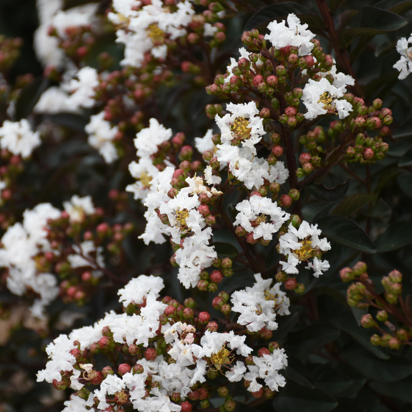 LIKE A LATTE CRAPE MYRTLE 5gal