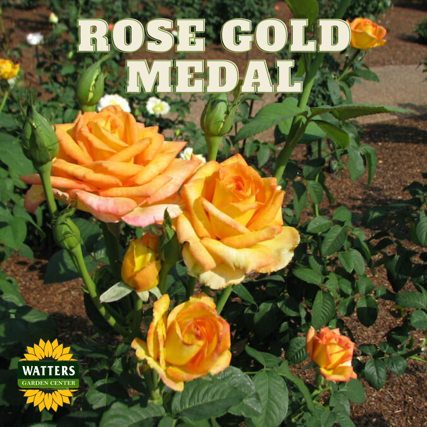 A cluster of yellow roses with orange accents, labeled 'ROSE GOLD MEDAL' in a garden setting.