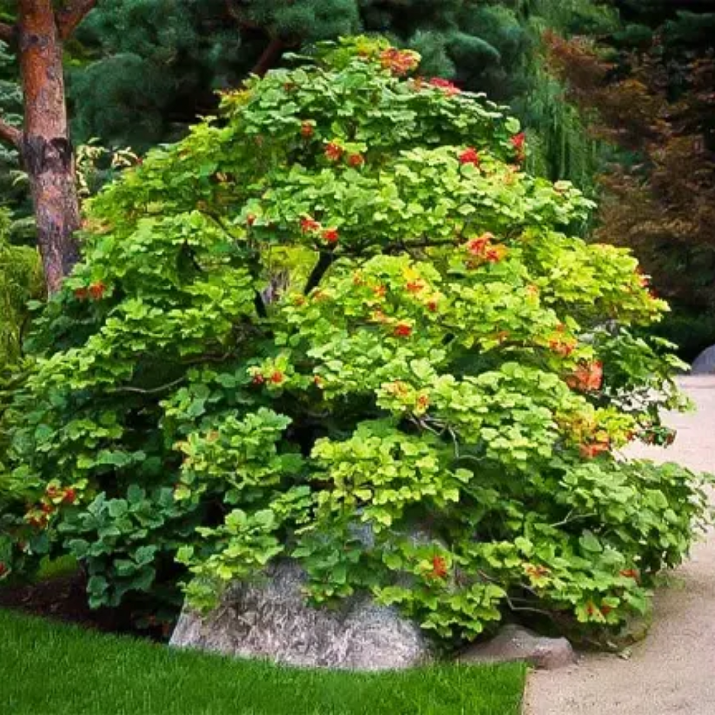 CRANBERRY BUSH VIBURNUM 2gal