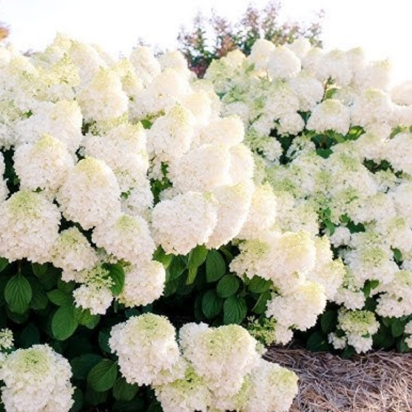 LITTLE HOTTIE HYDRANGEA 2gal