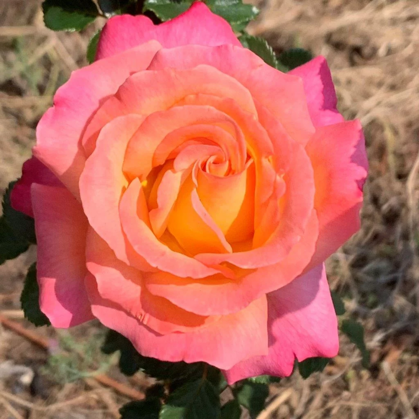 SUNDOWNER ROSE 3gal