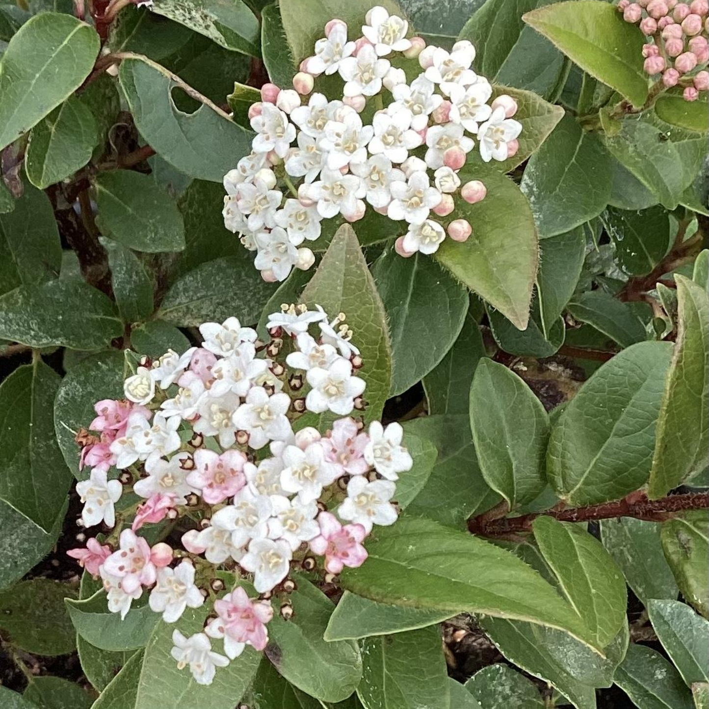 SWEET TALKER VIBURNUM 2gal