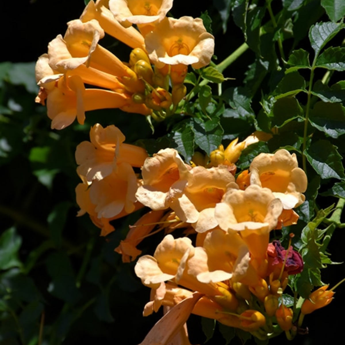 YELLOW TRUMPET VINE 2gal STAKED