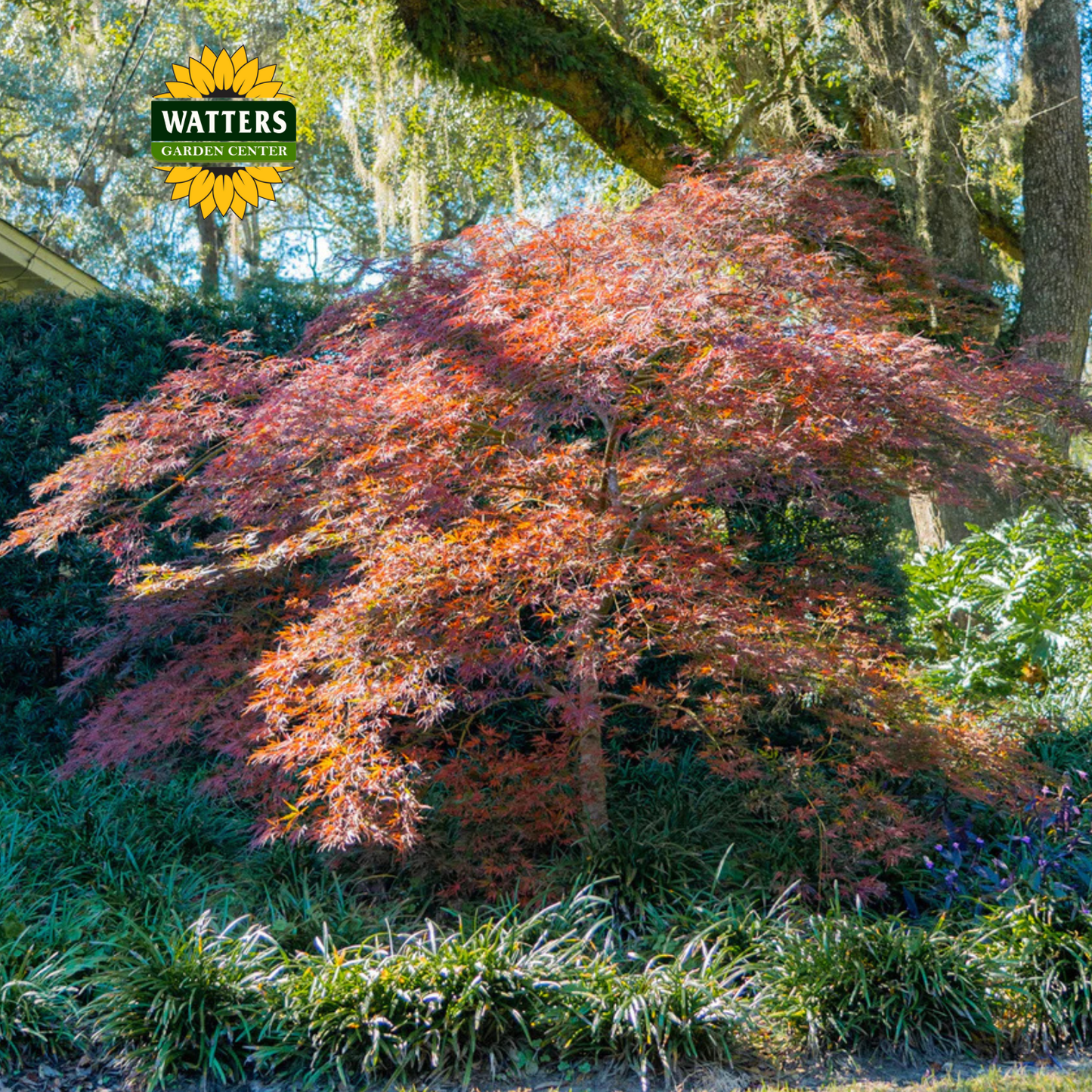 Tamukeyama Japanese Maple (ACER P.D. TAMUKEYAMA) - 3 gallon 15"