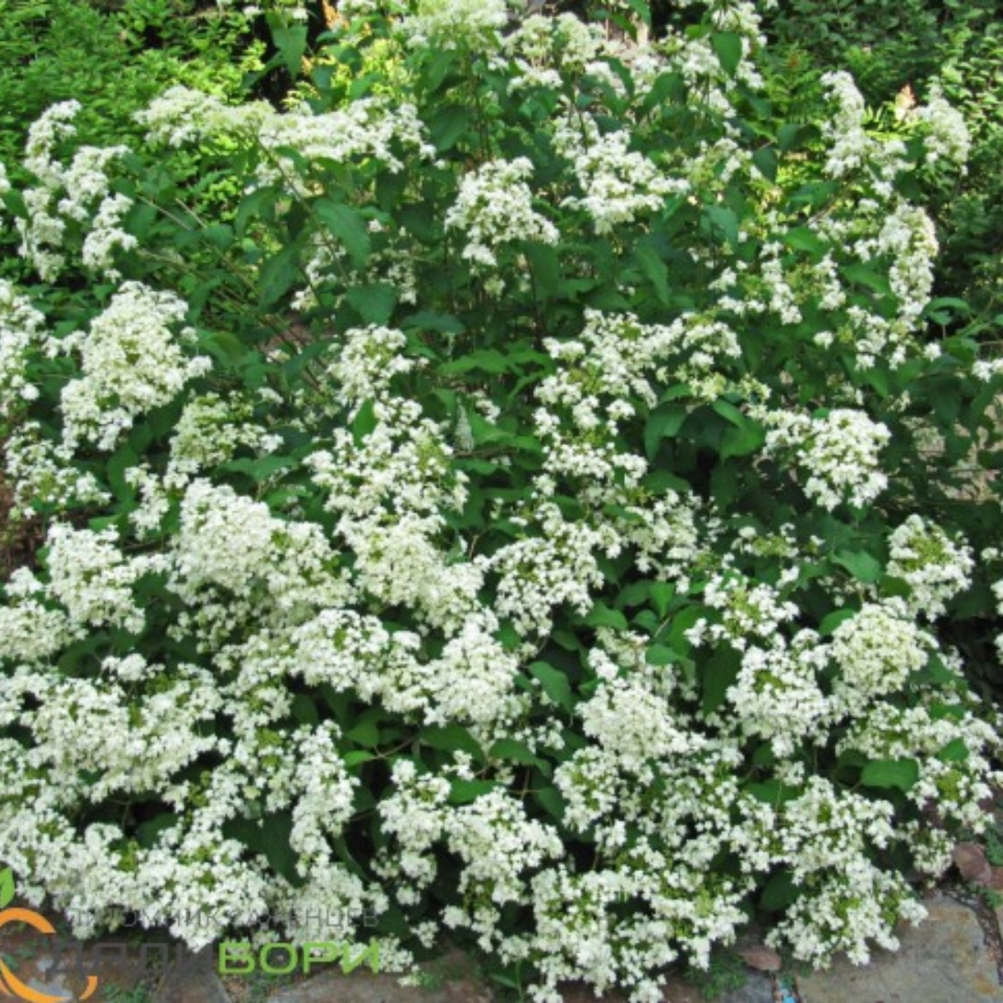 GEORGIA PETITE HAWTHORN 2gal