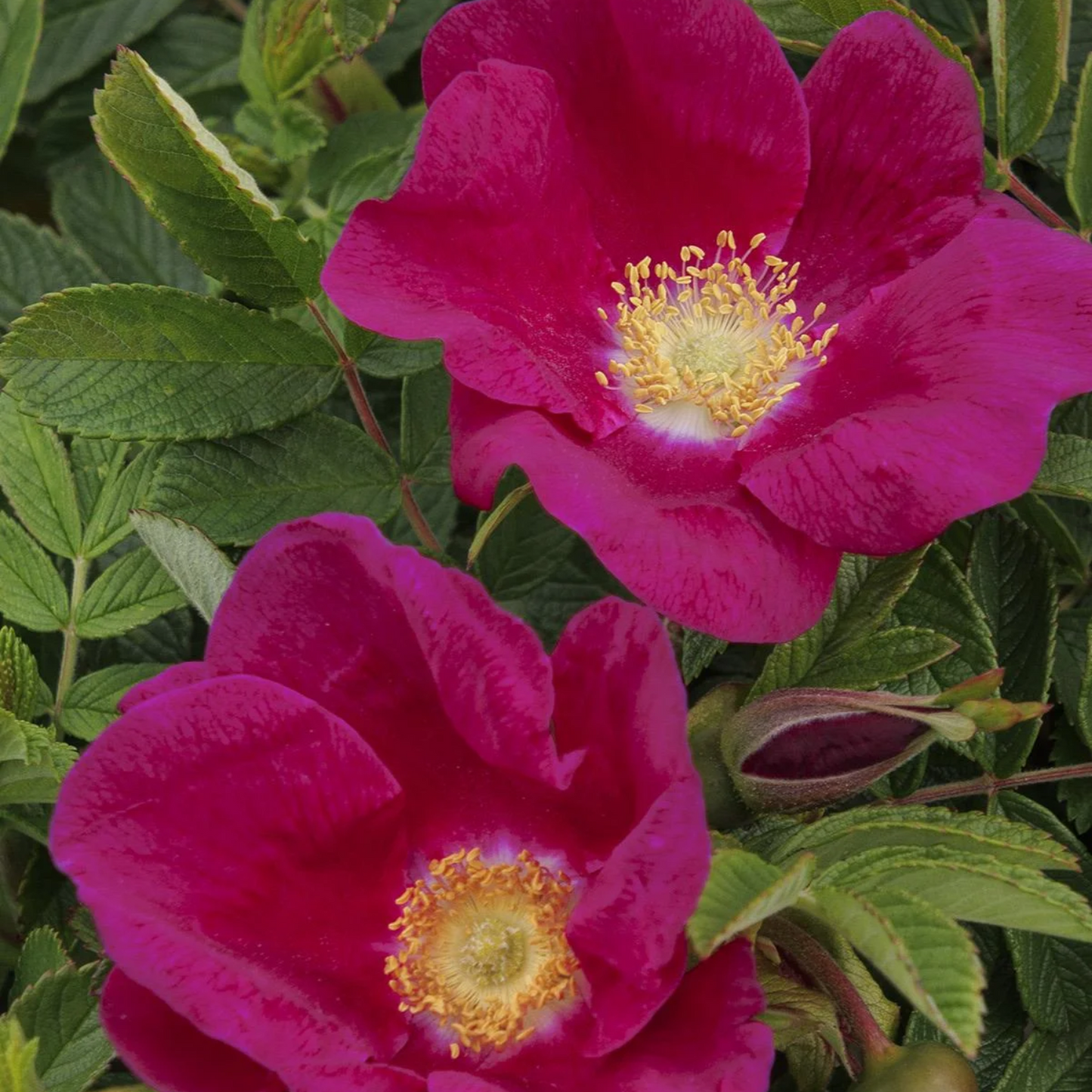 RUGOSA SEASIDE SWIRL RED ROSE 2gal