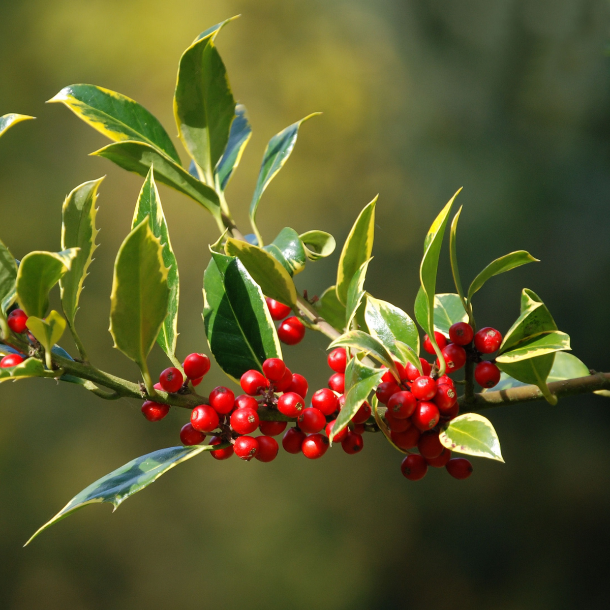 BERRI MAGIC HOLLY 2gal