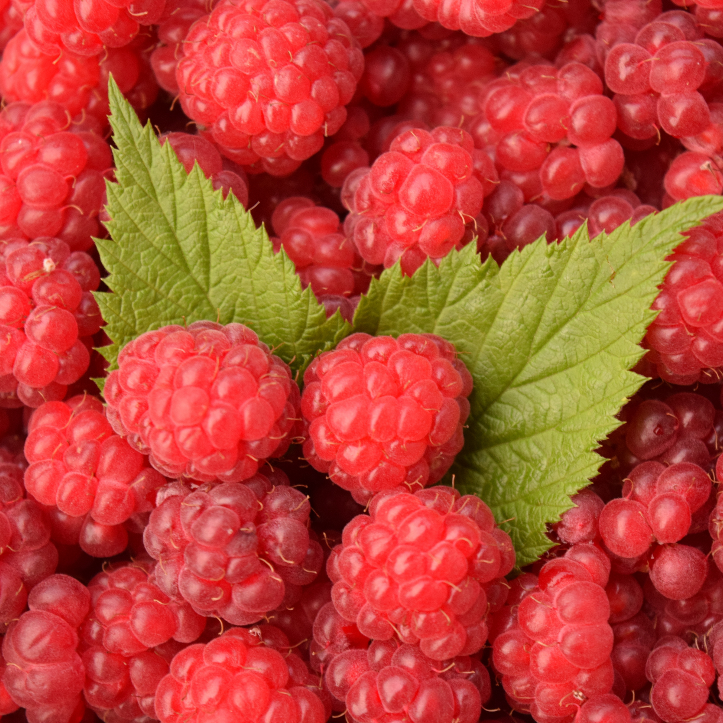 SUPERLICIOUS RASPBERRY 2gal