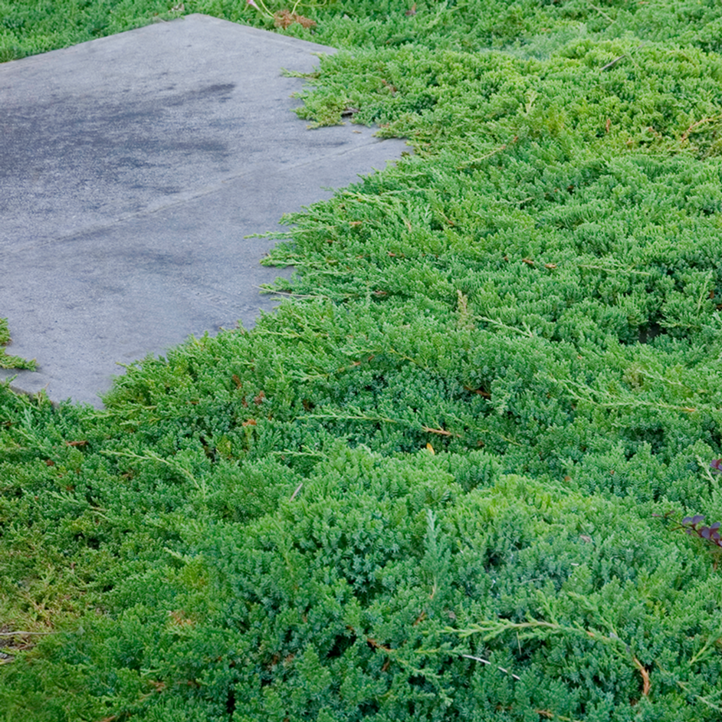 JAPANESE GARDEN JUNIPER 2gal