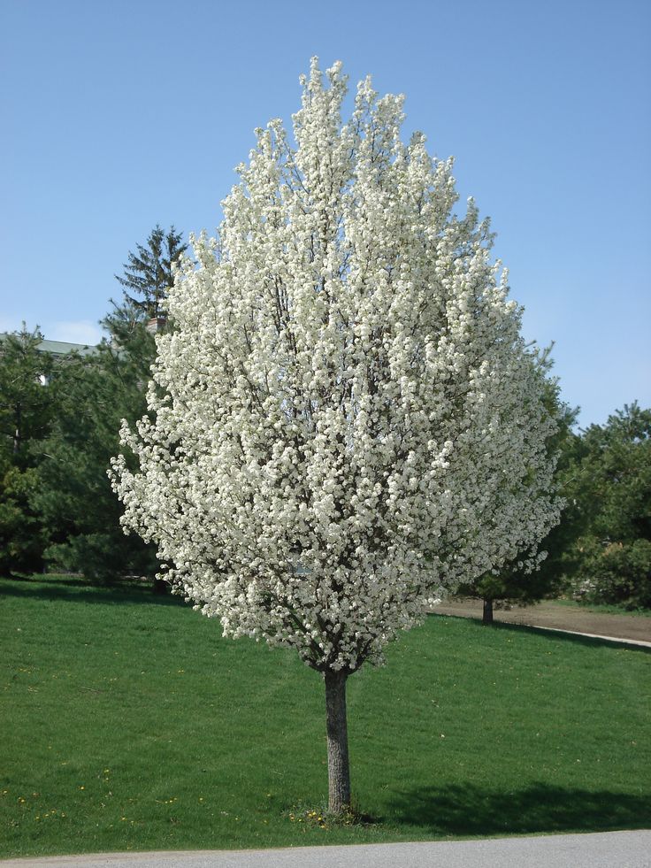 COMICE PEAR TREE 7gal