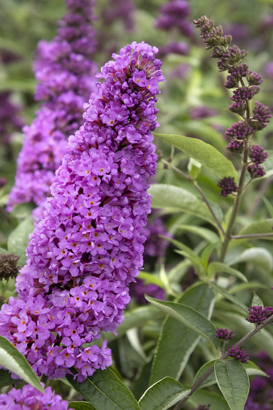 TUTTI FRUITTI PINK BUTTERFLY BUSH 2gal