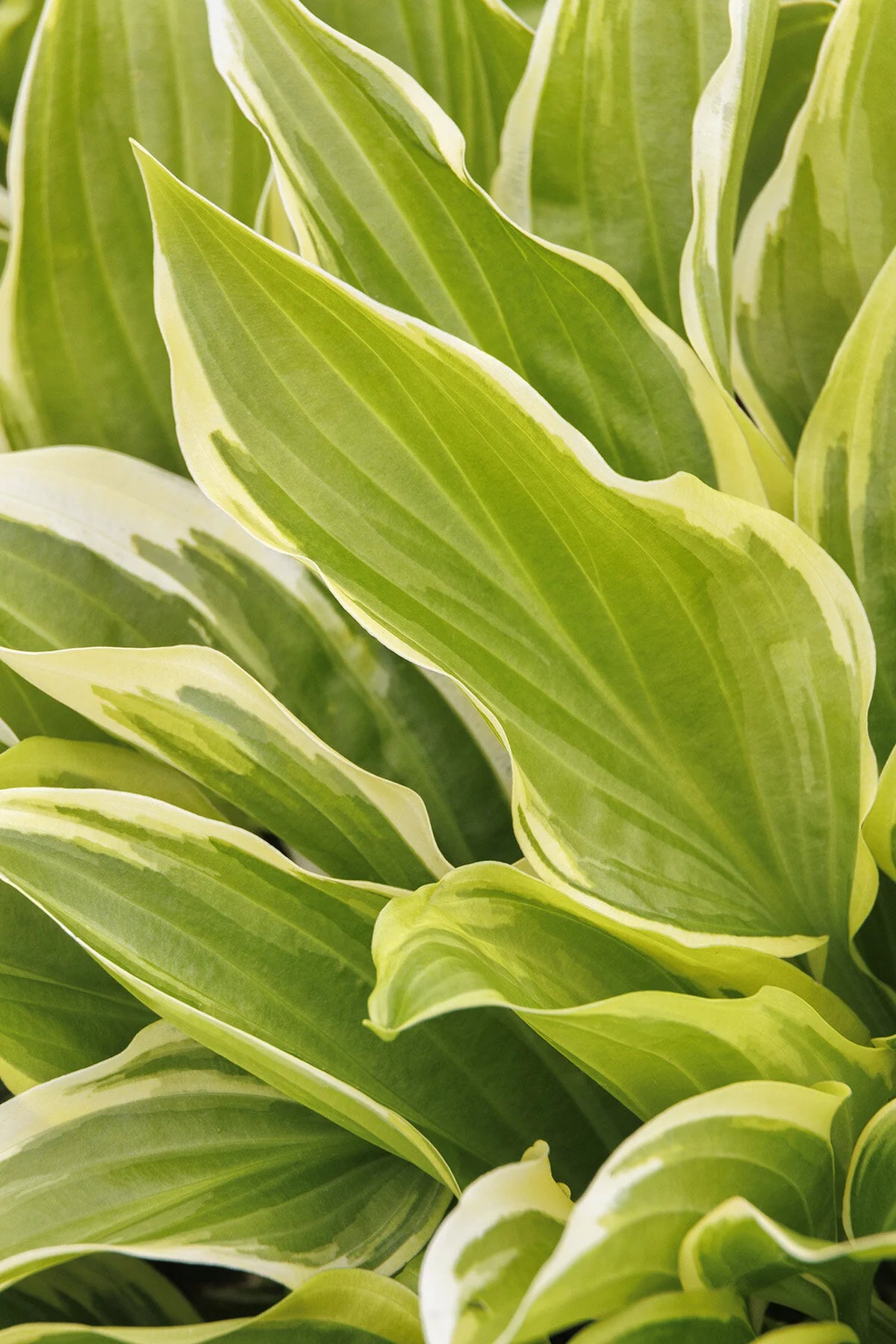SO SWEET HOSTA 1gal