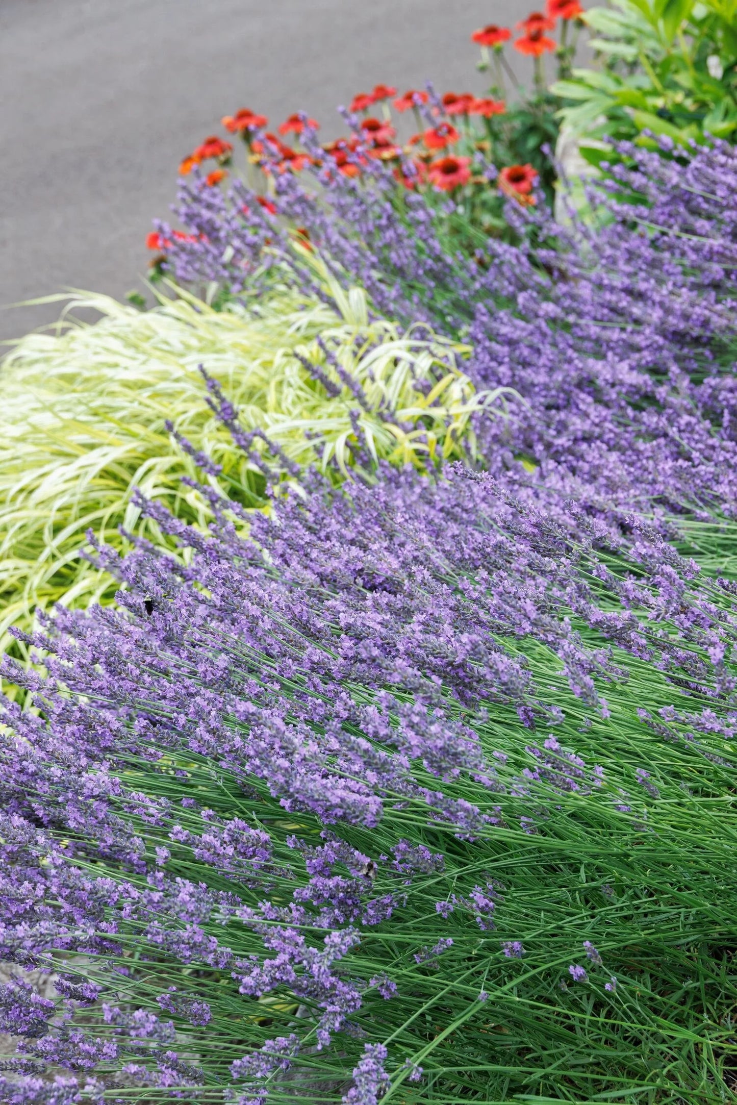 PHENOMENAL LAVENDER 1gal