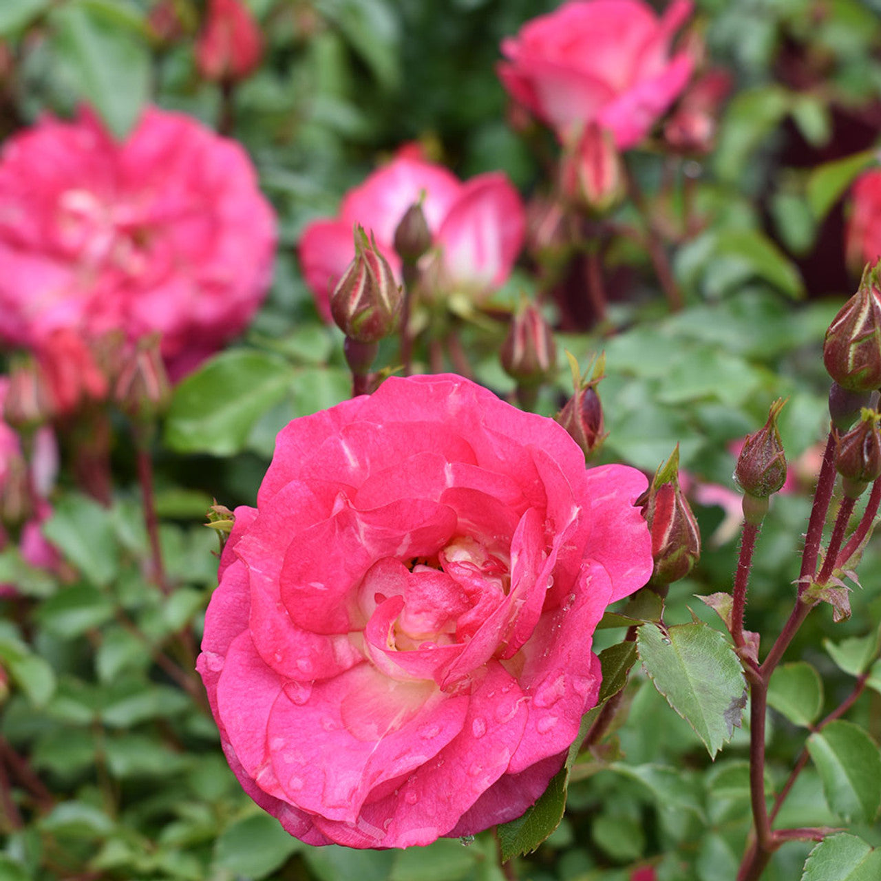 SUNRISE SUNSET EASY ELEGANCE ROSE 2gal