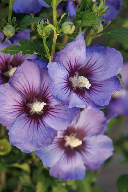 VERSAILLES ROSE OF SHARON PATIO TREE 5gal