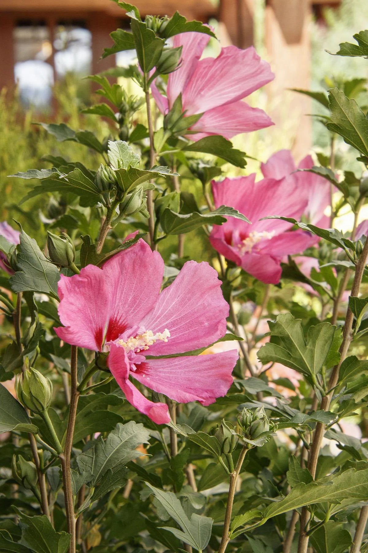 CHATEAU DE CHAMBORD ROSE OF SHARON PATIO TREE 5gal