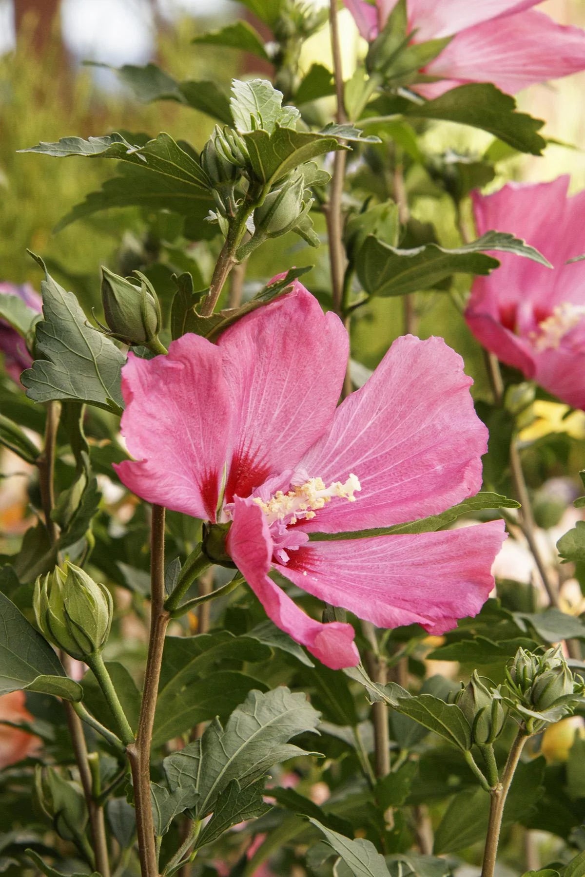 CHATEAU DE CHAMBORD ROSE OF SHARON PATIO TREE 5gal