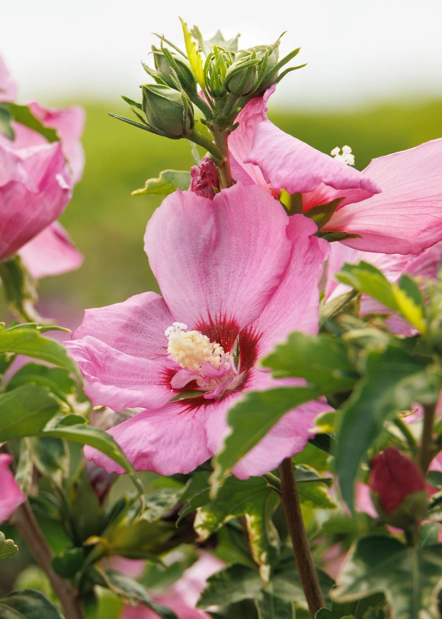CHATEAU DE CHAMBORD ROSE OF SHARON PATIO TREE 5gal