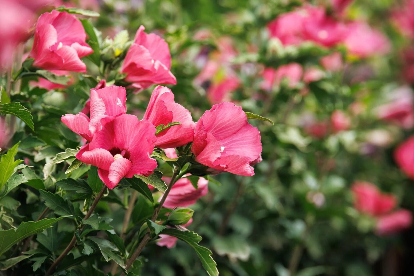 CHATEAU DE CHAMBORD ROSE OF SHARON PATIO TREE 5gal