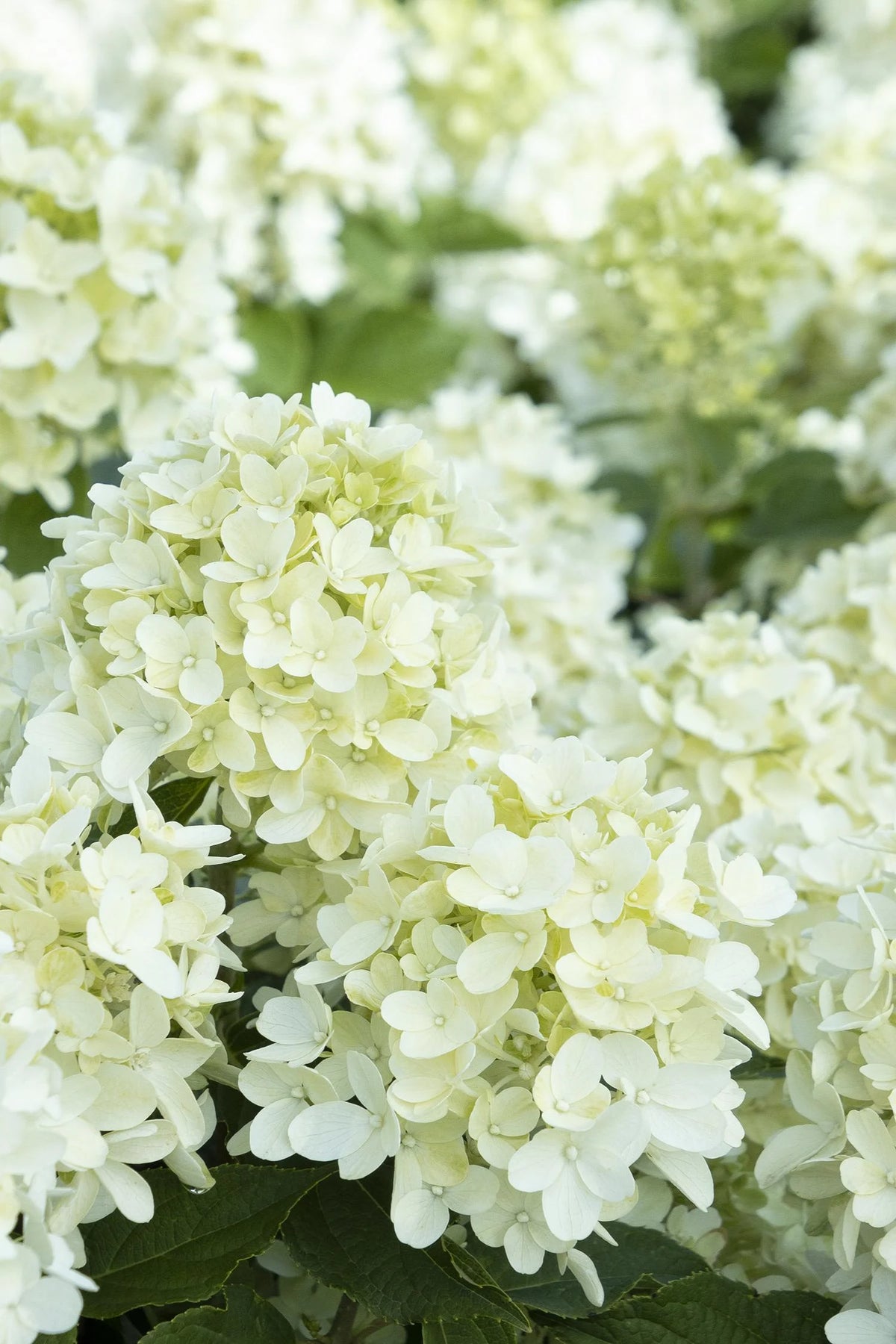 CANDY APPLE HYDRANGEA 2gal