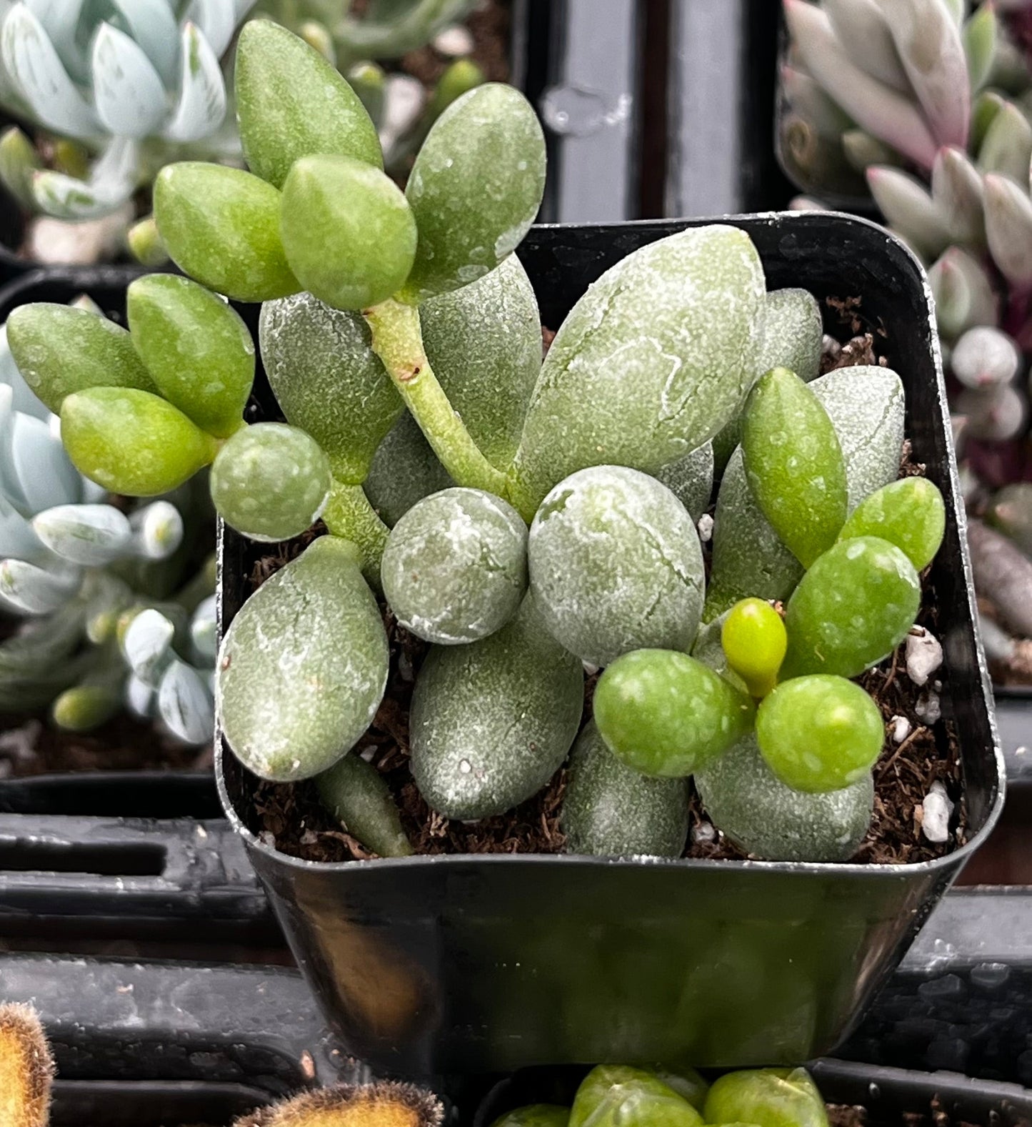Adromischus Oviforme