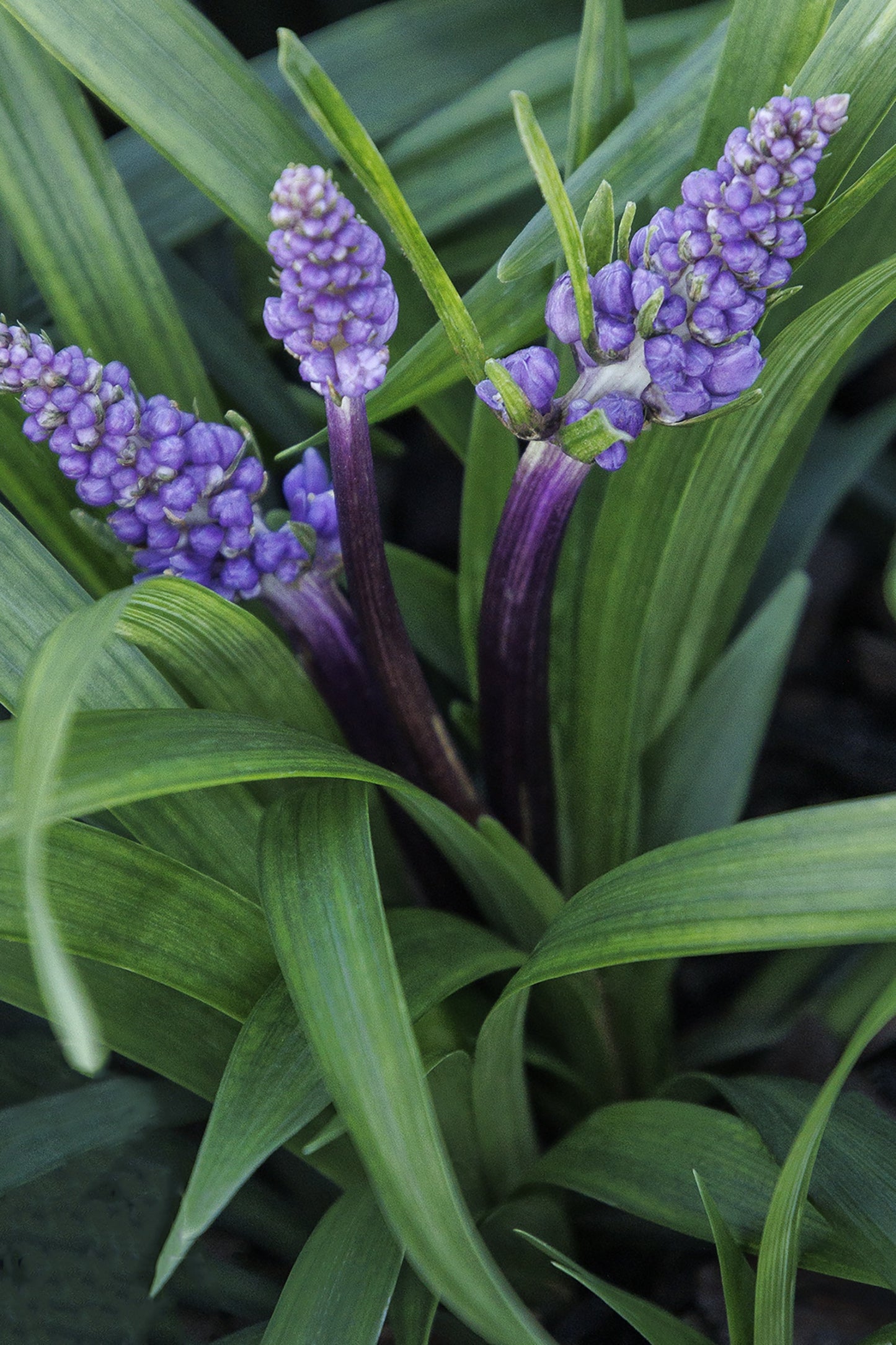 PURPLE EXPLOSION LILYTURF 1gal