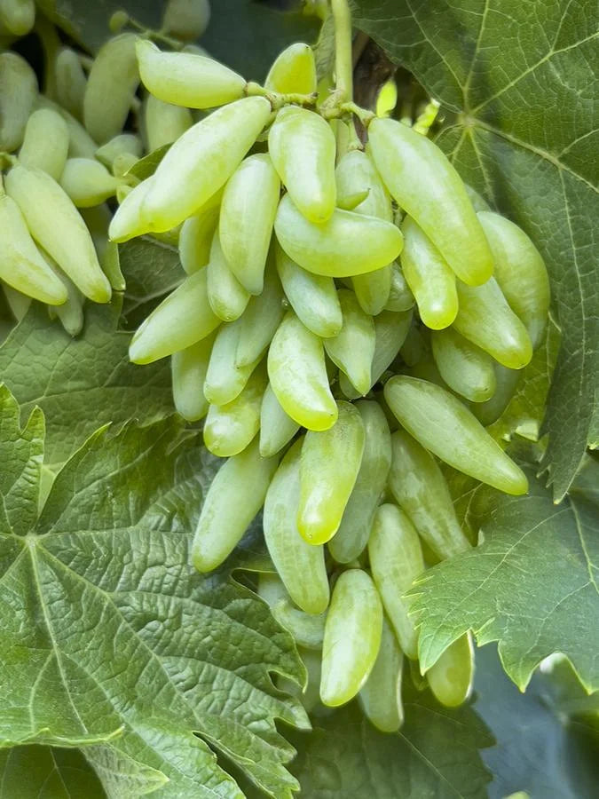 ZESTFUL WATERFALL GRAPE 1gal