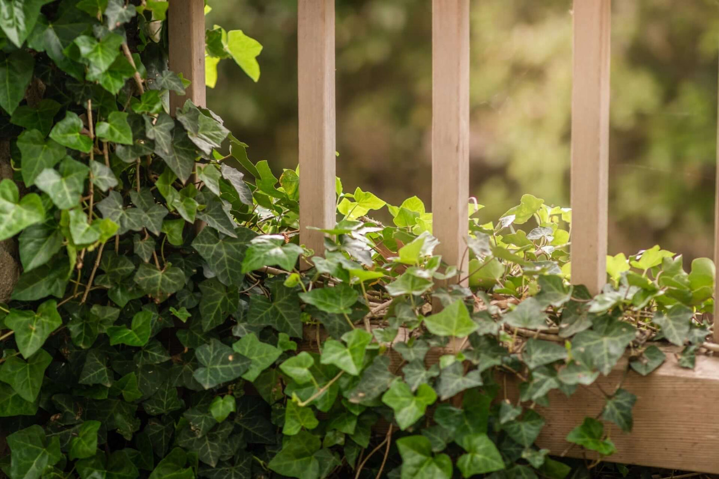 ENGLISH IVY 1gal STAKED