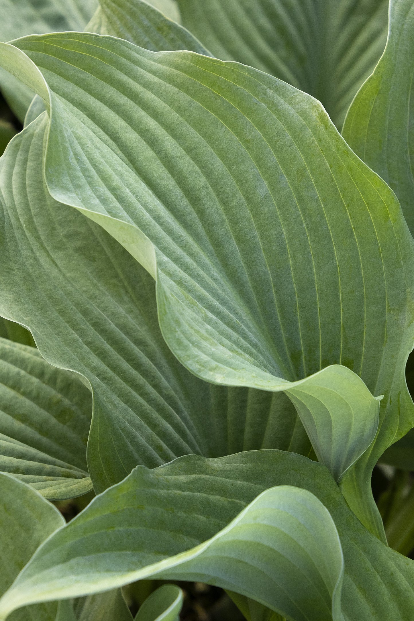 KROSSA REGAL HOSTA 1gal