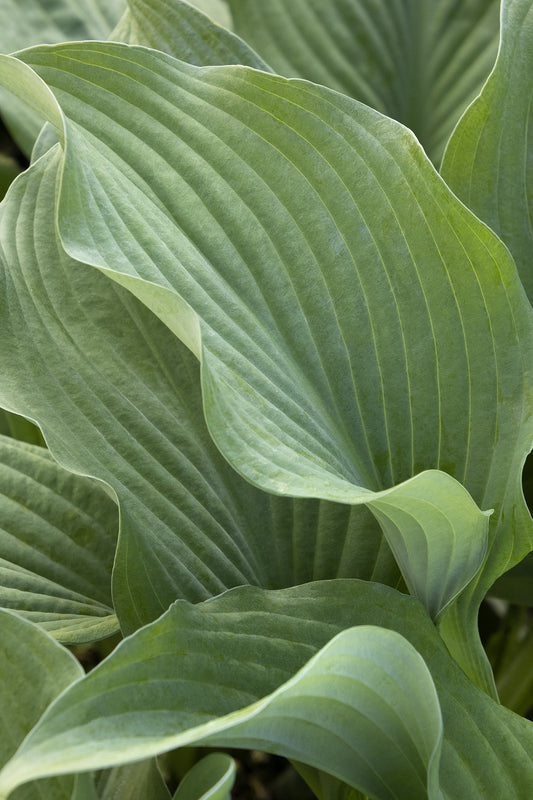 KROSSA REGAL HOSTA 1gal