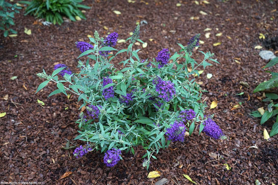 SUMMER BIRD MIDNIGHT BLUE BUTTERFLY BUSH 1gal